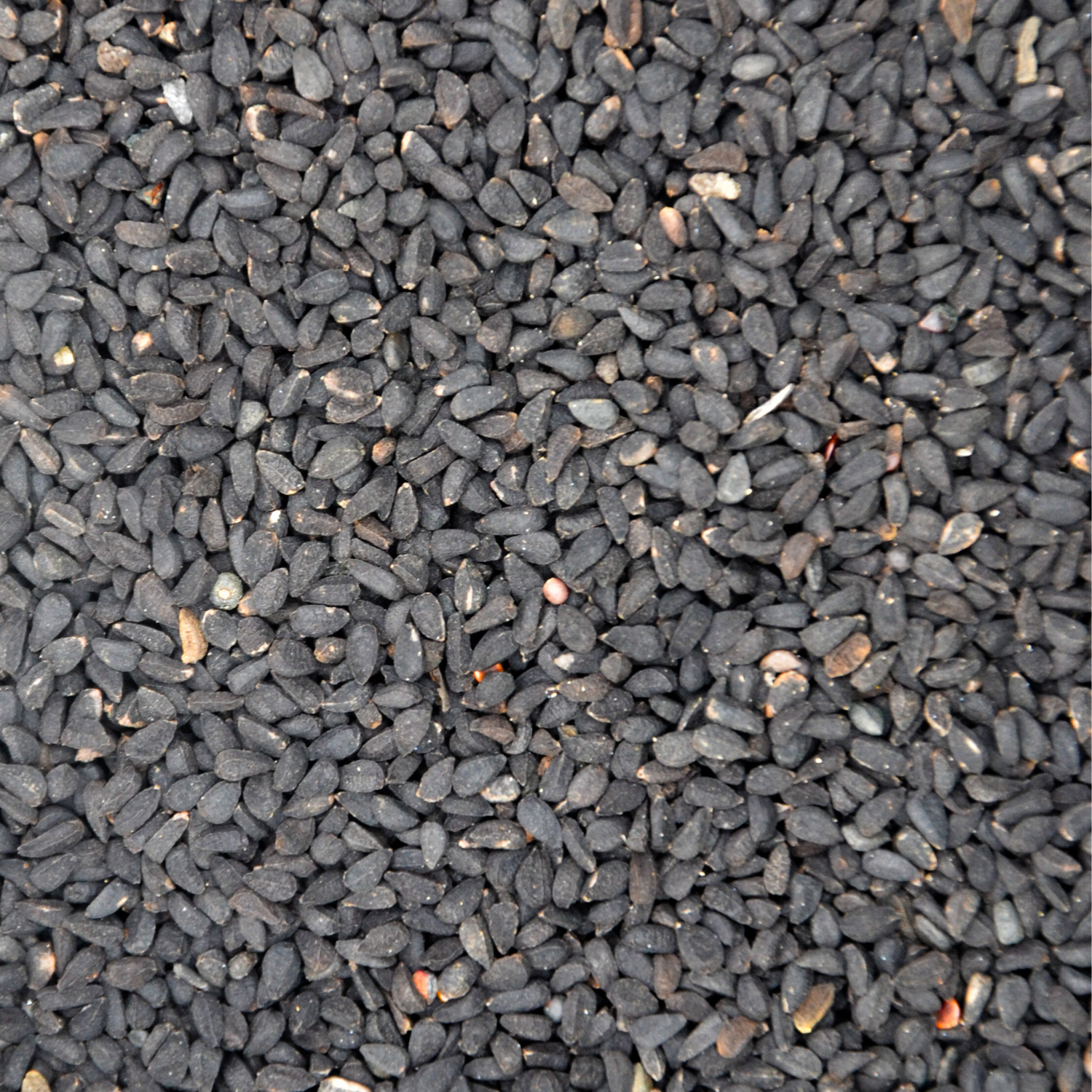 Cumin nigelle Atelier 109