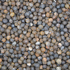 Baie de verveine sauvage